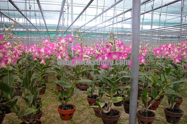 Phun sương Hawin được sử dụng cho vườn lan tại Tuyên Quang
